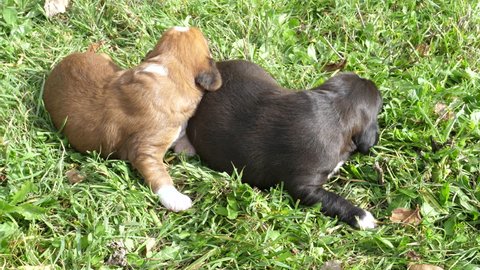 Newborn dog puppies on the grass