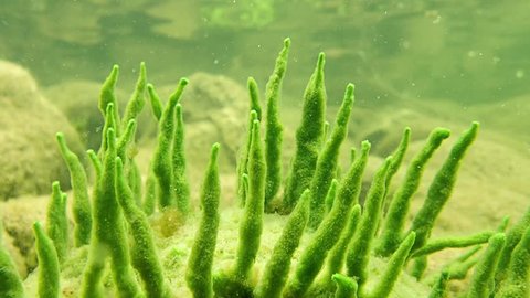 Tentacles of freshwater sponge growing over a stone in the bottom of a Nordic lake.