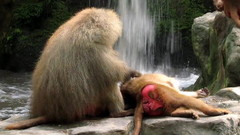 An adult baboon helps a young one to clean of dead skin, dirt and parasites from the fur and ears in front of a waterfall. The allogrooming behaviour is necessary as hygiene and as social bonding. 