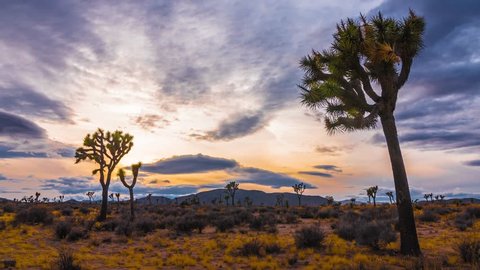 Time Lapse of Sunset at Joshua Tree National Park, Joshua Trees Silhouettes with Sun Setting, California Desert