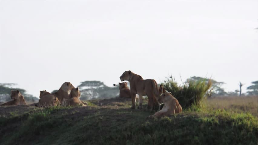 Lion Pride resting on ridge in Serengeti Africa