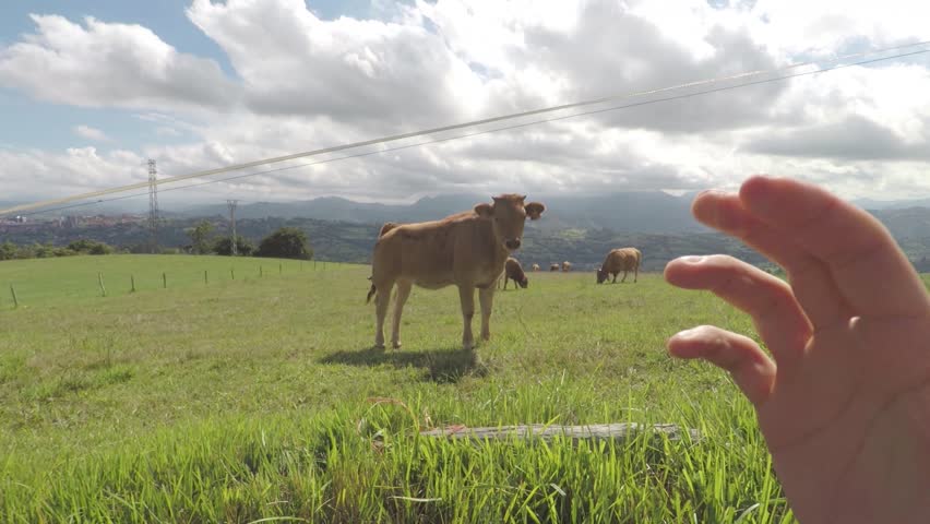 POV of hands waving at cow