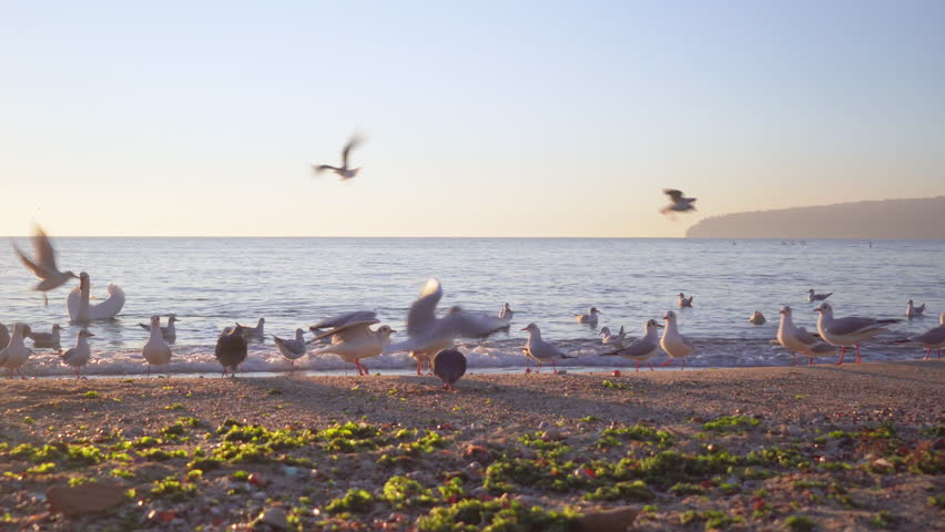 Sea picture in the winter. A pack of gulls float on the surface of the sea and fly in the background of the bright sunrise and blue sky. Winter bird. A bright solar disk on a blue sky and sunny track