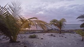 Beach Sunset Palm Hand, Glide cam