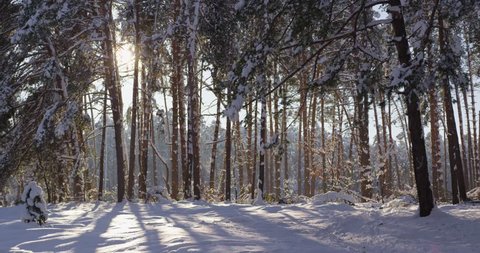Sun setting through a pinewood forest on a snowy winter day with some snow flying over.