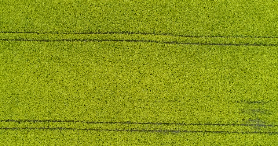 Blossoming yellow canola field on agriculture farm. Aerial flying forward facing down crossing lines of plants.
