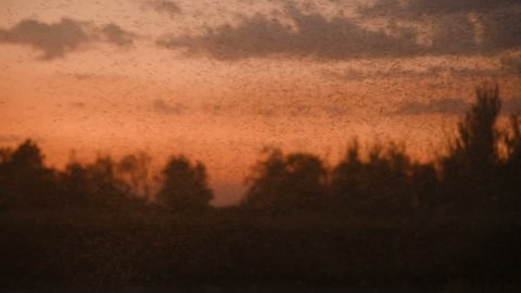 swarm of midges and mosquitoes against the sky