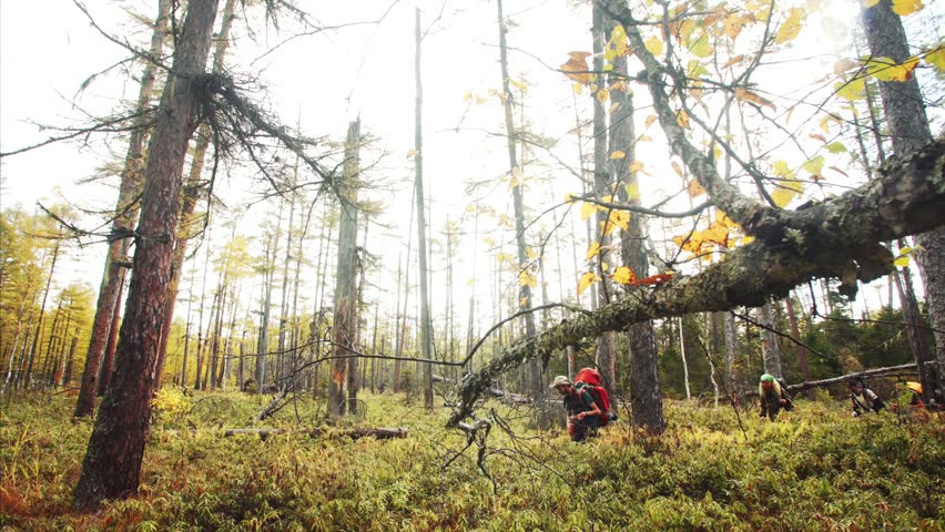 Tourists walk through high grass in autumn Sikhote-Alin Nature Reserve forest passing by trees fallen and broken by storm. Biosphere reserve in Russia for the endangered Siberian tiger founded in 1936