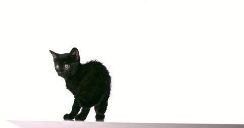 Cute Cat Walking Seamless Loop Stok Videosu 100 Telifsiz 33649093 Shutterstock