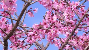 Stock video footage of beautiful cherry blossom sakura  (Prunus Cesacoides) in spring time over blue sky. In the last days of winter, the Mai Anh Dao (Prunus Cesacoides) cherry blossoms