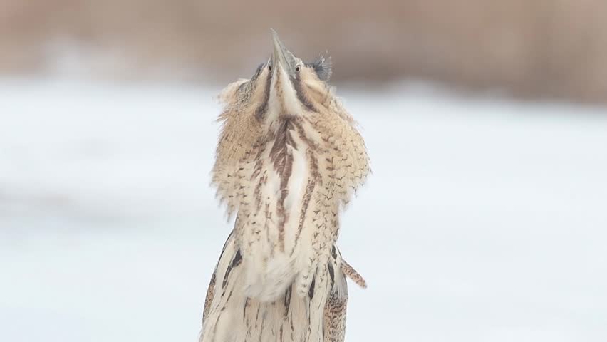 Eurasian great bittern standing and lookin on a frozen lake in the winter.