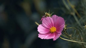 Beautiful pink cosmos flower blooming in garden. Cosmos are herbaceous perennial plants or annual plants growing tall. The leaves are simple, pinnate, or bipinnate, and arranged in opposite pairs