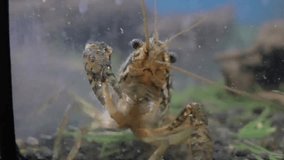 Red crayfish underwater close-up footage