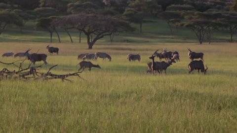 Wide shot of different animals in the bushveld.