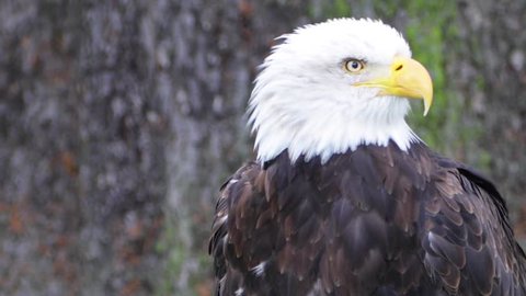 Bald Eagle screeching exhibits natural killer instinct (HD, Slo-Mo)