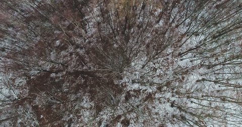 drone flight over birch forest in january with little snow