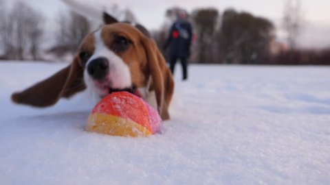 Amusing doggy run towards ball lying on snow, catch it and bump to camera, sniff lens. Cute scene of beagle play with owner fetch game at snowy winter park. Dog rush headlong, jump to grab toy