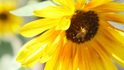 Bee on sunflower close up
