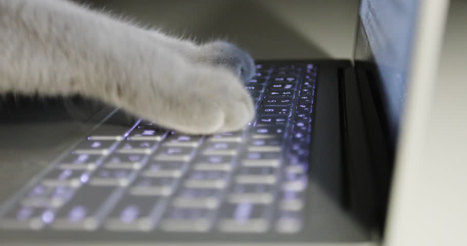 Cat is typing text on a laptop. Scottish fold Cat. Close-up. Royalty-Free Stock Footage #1006780738