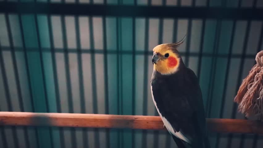 pet cockatiel in cage. forefront cage bars blurry, focus on bird. cinematic  Royalty-Free Stock Footage #1006788349