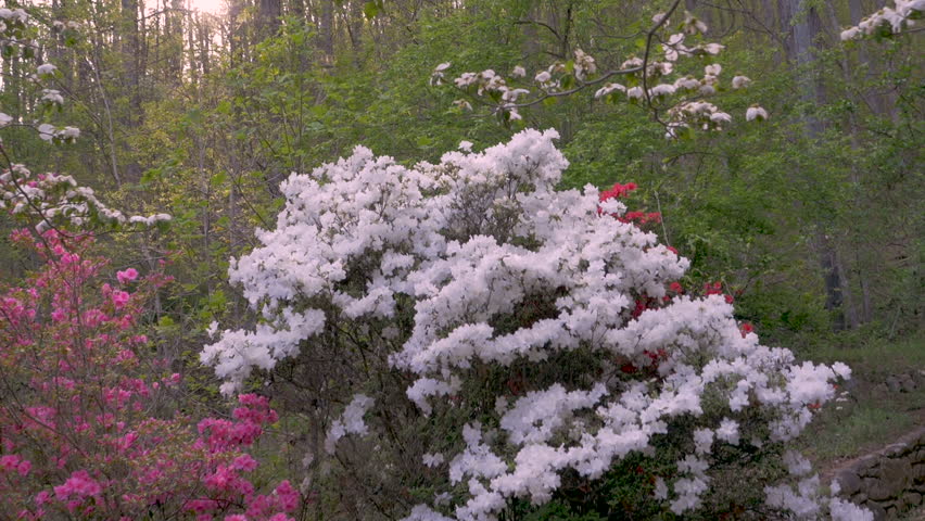 White, pink and red azalea flowers with lens flare in a forest setting against a setting sun