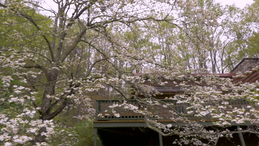 White dogwood blossoms during spring in front of a log cabin in the woods of Appalachian