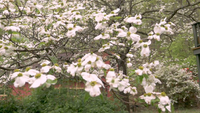 A large white dogwood tree in full bloom in a front yard of a log home with a red barn
