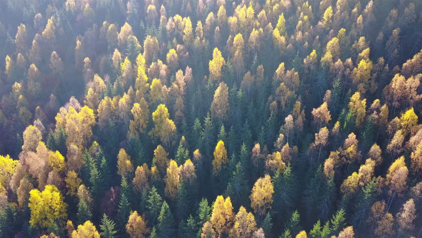 Aerial view of autumn pine forest with yellow and green trees in the mountains