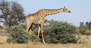 A giraffe (Giraffa camelopardalis) feeding on a tree, South Africa