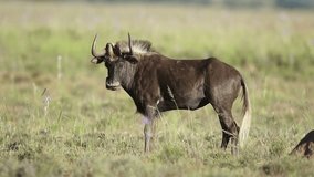 Black wildebeest (Connochaetes gnou) standing in grassland, South Africa