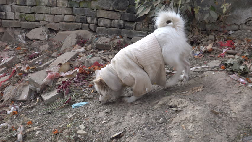 kathmandu dog jacket
