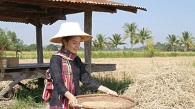 4k video of farmer woman smiling and looking rice and threshed rice in field, Thailand