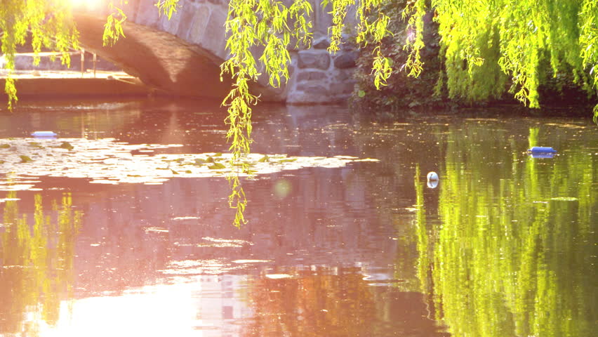 Green Weeping Willow Trees and Still Pond Water, Sun Light Park Reflections