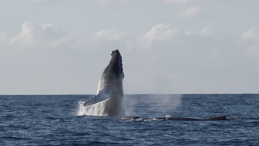 Extremely rare shot of a full Humpback Whale breach. Super slow motion. 4K UHD,