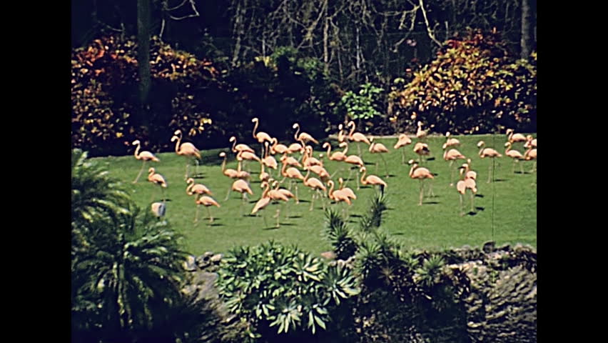 Pink flamingos on the grass in Miami park in Florida in 70