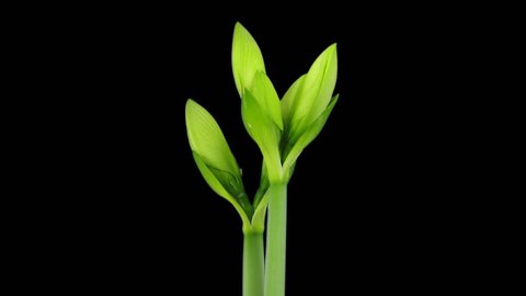 Time-lapse of rotating, growing and opening greenish amaryllis Fantasy Christmas flower 1bb1 in Animation codec with ALPHA transparency channel isolated on black background