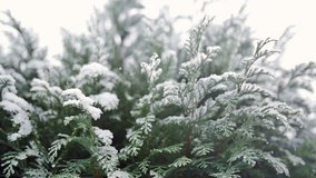 Slow motion - Snow falling on evergreen tree in the winter background  - Powered by Shutterstock - Get 15% off with code: PIKWIZARD15