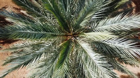 Aerial footage of Date palms plantation in the desert
