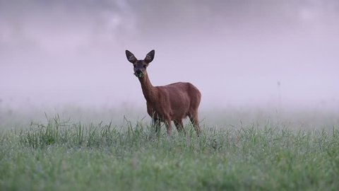 Roe deer stand in the morning fog, summer,  (capreolus capreolus)