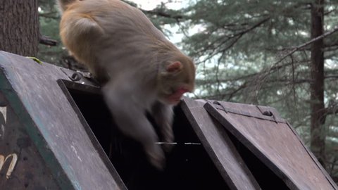 Dumpster diving rhesus macaque monkey scavenging for food