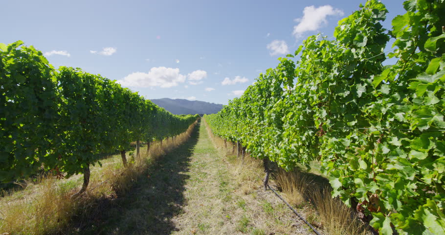 royalty-free-vineyard-romantic-couple-holding-hands-walking