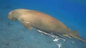 Dugong dugon (sea cow) gently swimming and breathing in the blue sea, closeup, 4K 2160p video footage