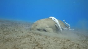 Dugong (sea cow) eating seagrass on the sandy sea floor, 4K 2160p video footage