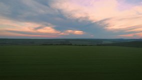 Sunset clouds over green wheat field and lonely tree, aerial drone video.