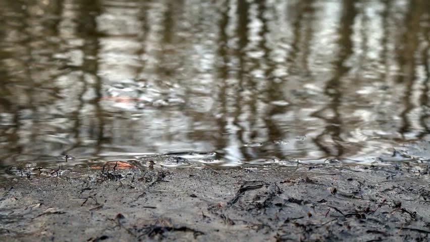 Water running over leaves on shore