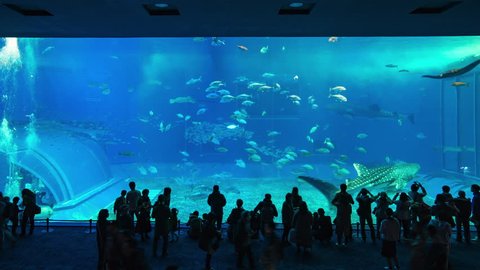 silhouettes visitors aquarium whale shark various Stock Footage Video ...