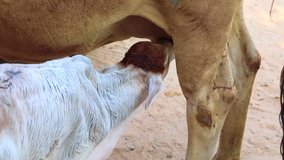 Indian Calf Drinking Milk From Mother