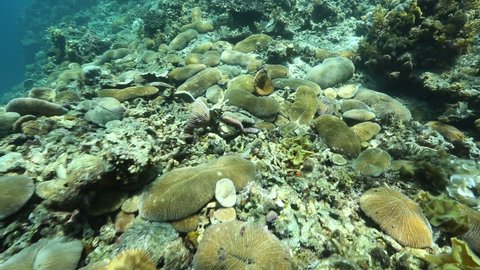 Disc coral (Ctenactis echinata) on ocean floor, Palawan Island
