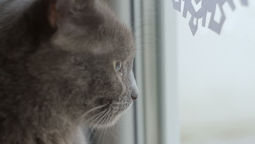 russian blue snow