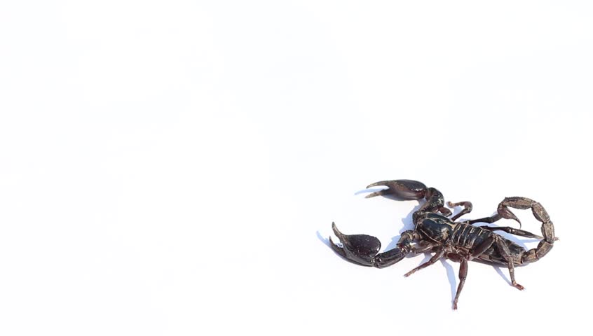 scorpion on white background Stock Footage Video (100% Royalty-free ...